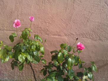 100509_01.jpg