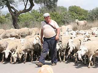 sheep.jpg