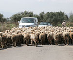sheep2.jpg